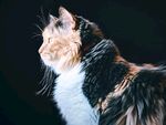 猫              