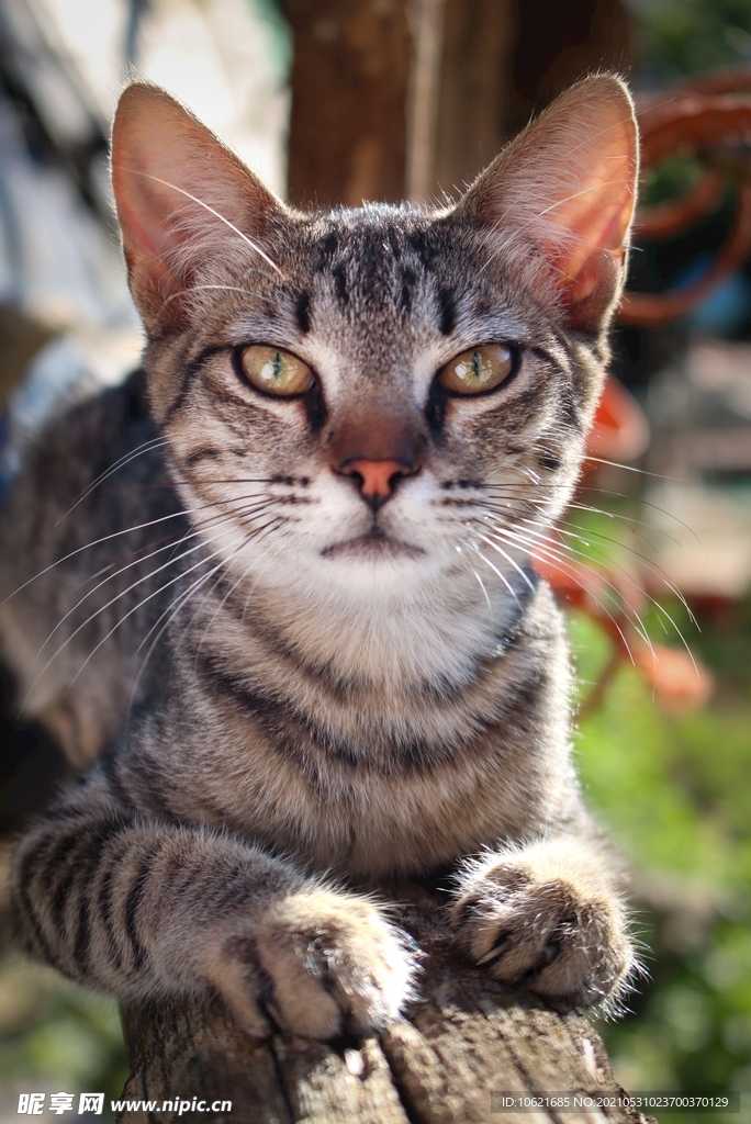 猫              