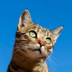 猫              