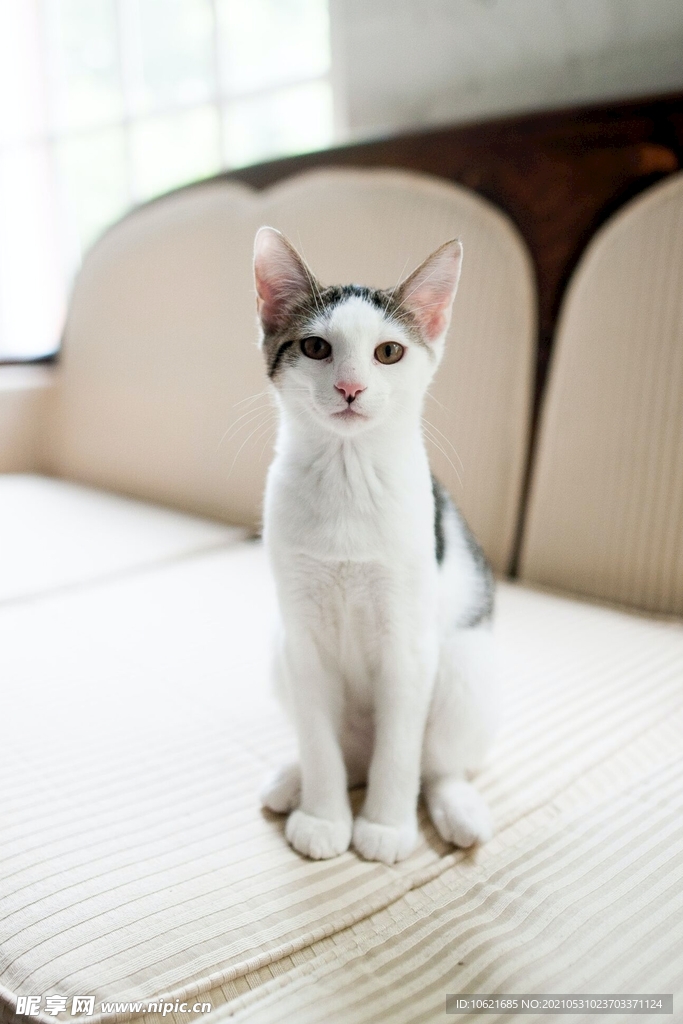 猫              
