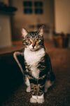 猫              