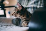 猫              