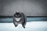 猫              