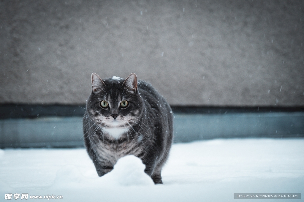 猫              