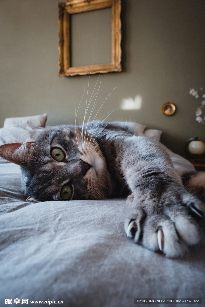 猫              