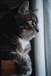 猫              