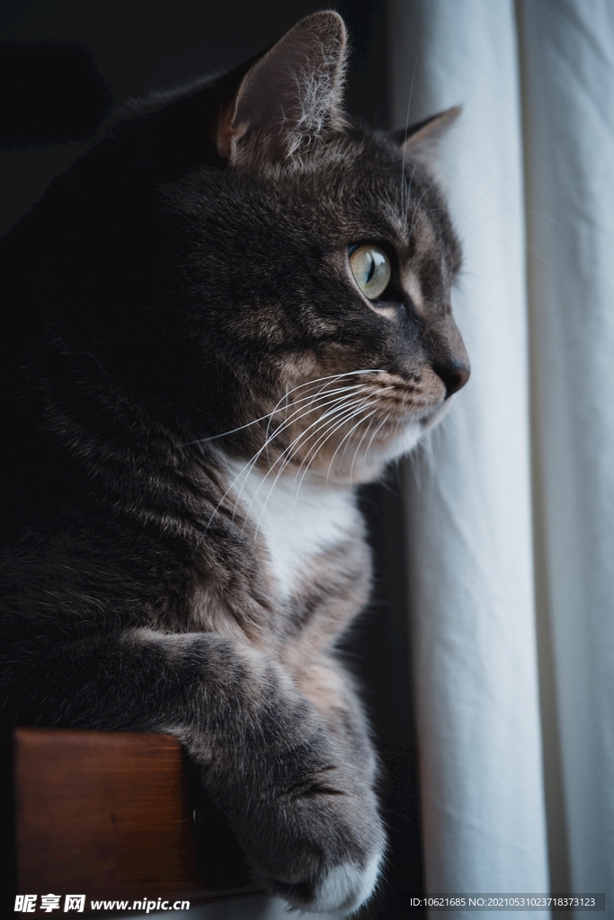 猫              