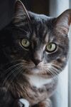 猫              