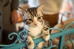 猫              