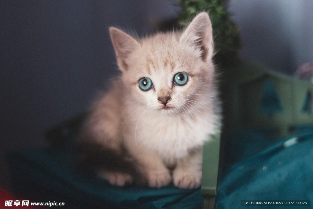 猫              
