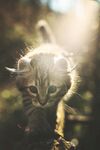 猫              