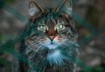 猫              