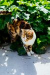 猫              