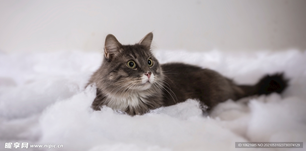猫              