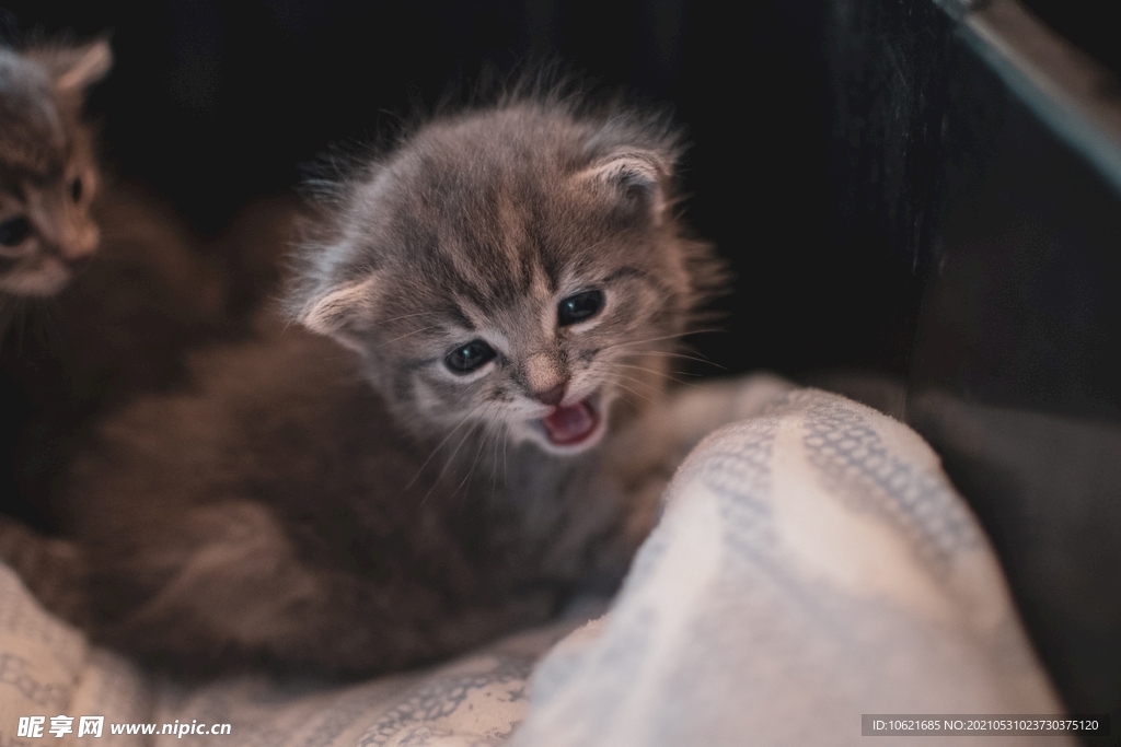 猫              