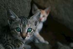 猫              