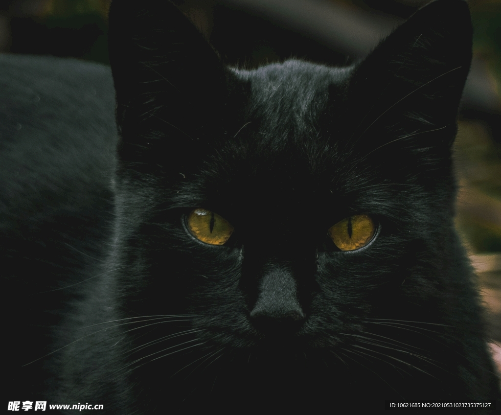 猫              