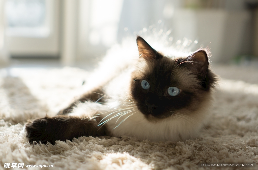猫              