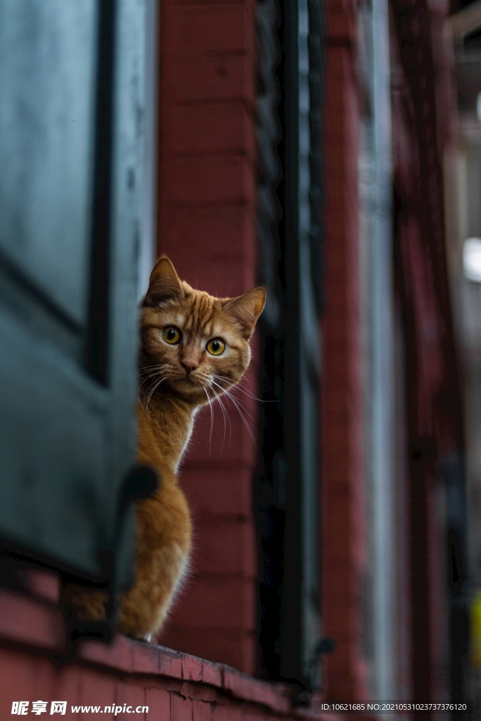 猫              