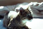 猫              