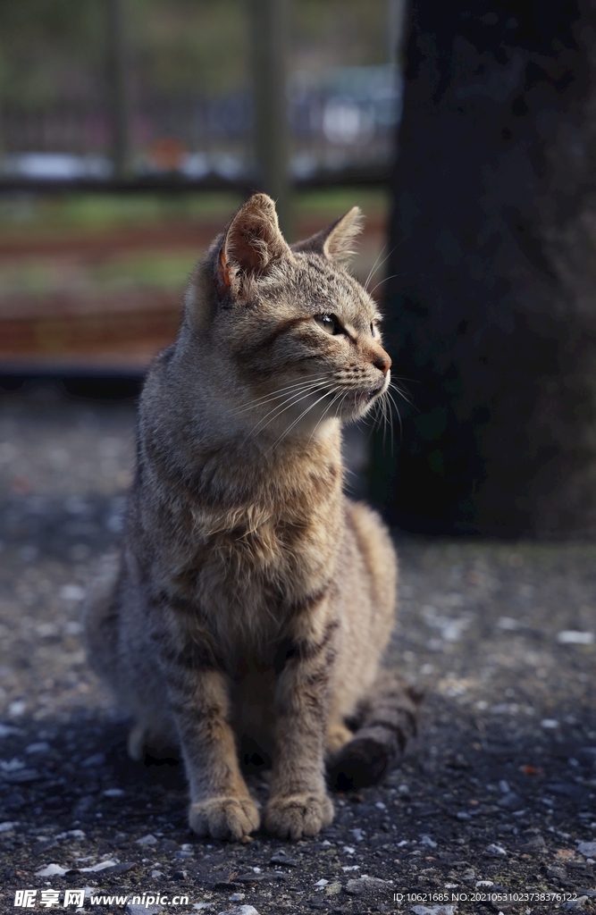 猫              