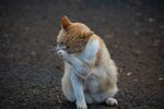 猫              