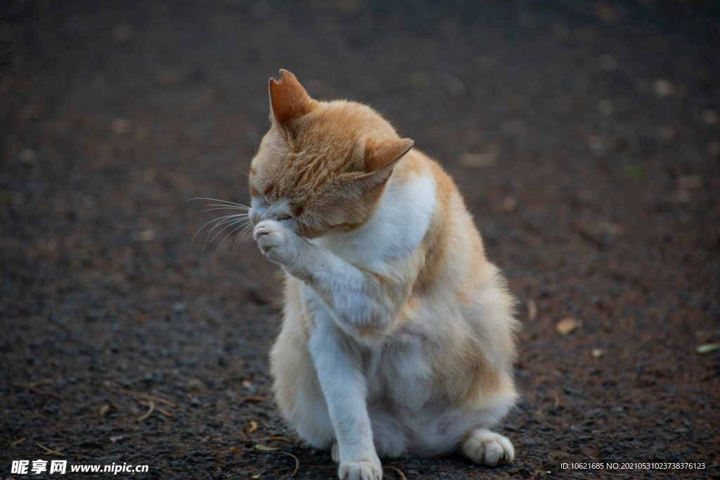 猫              