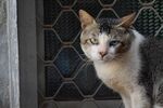 猫              