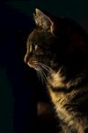 猫              
