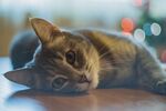 猫              