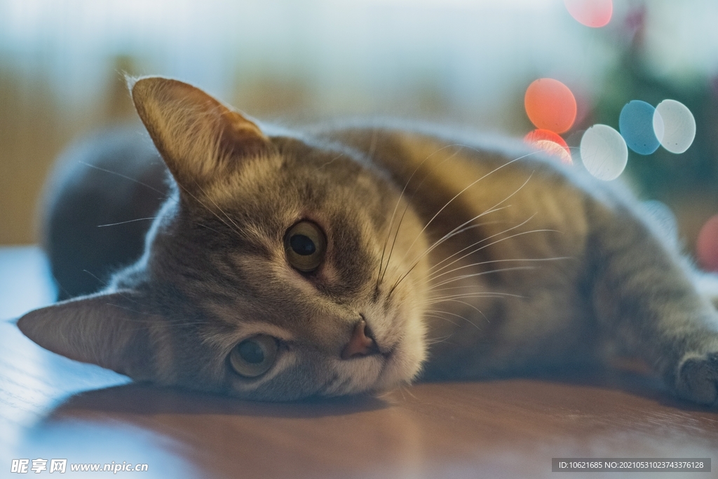 猫              