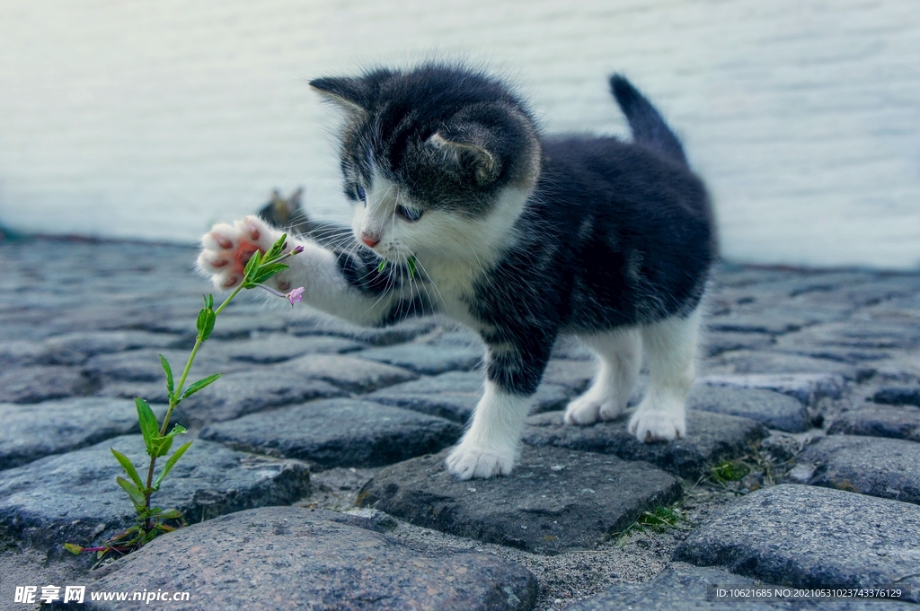猫              