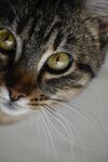 猫              