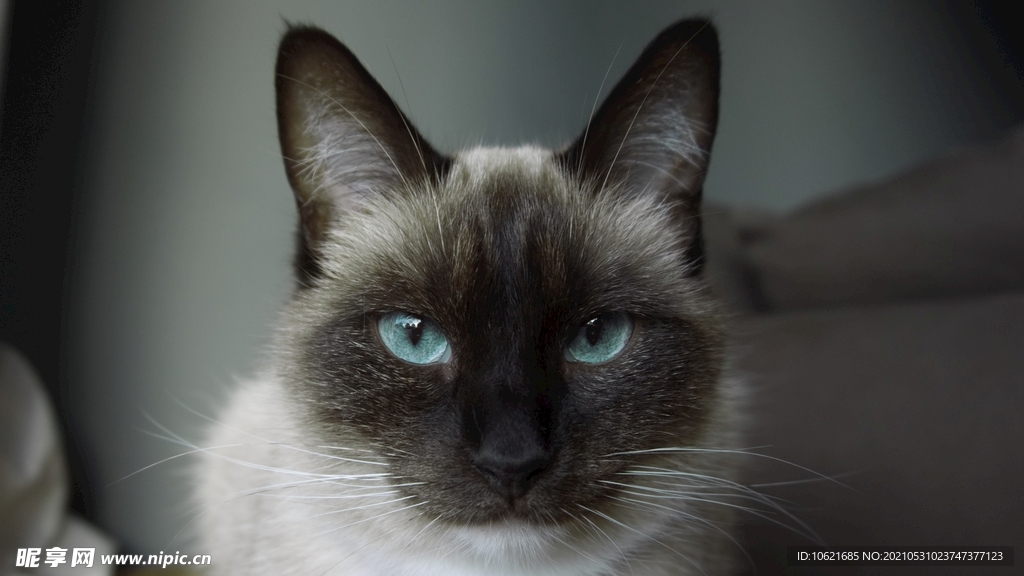 猫              