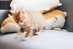 猫              