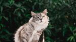 猫              