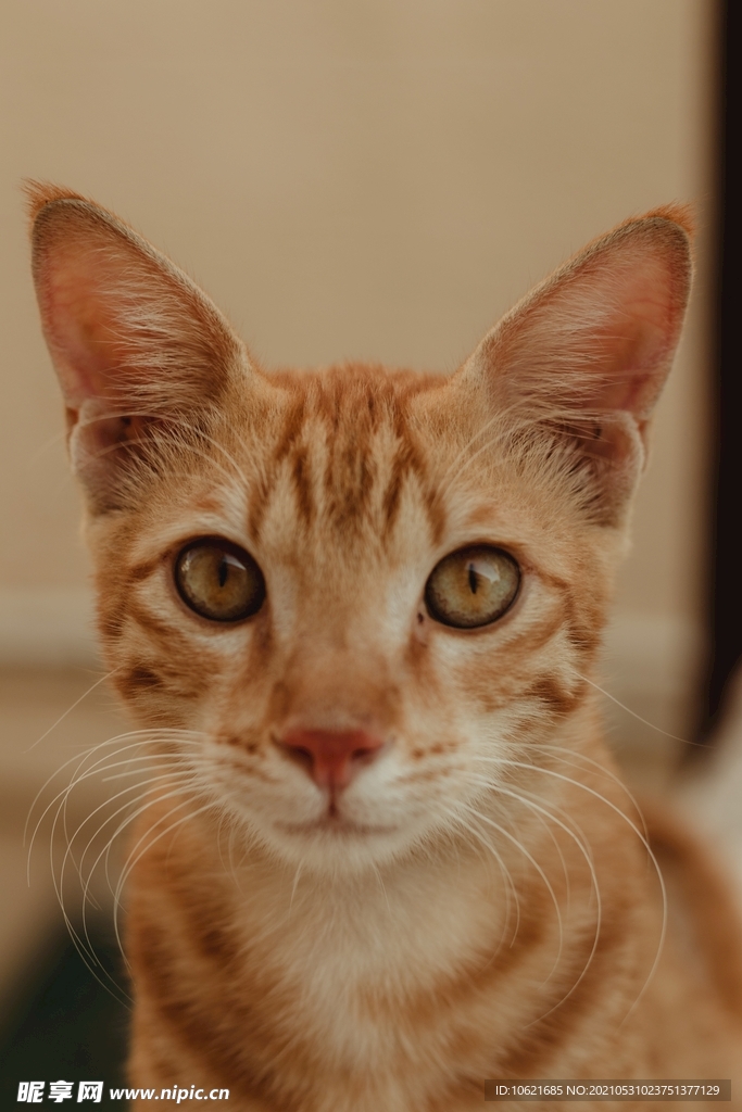猫              