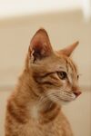 猫              