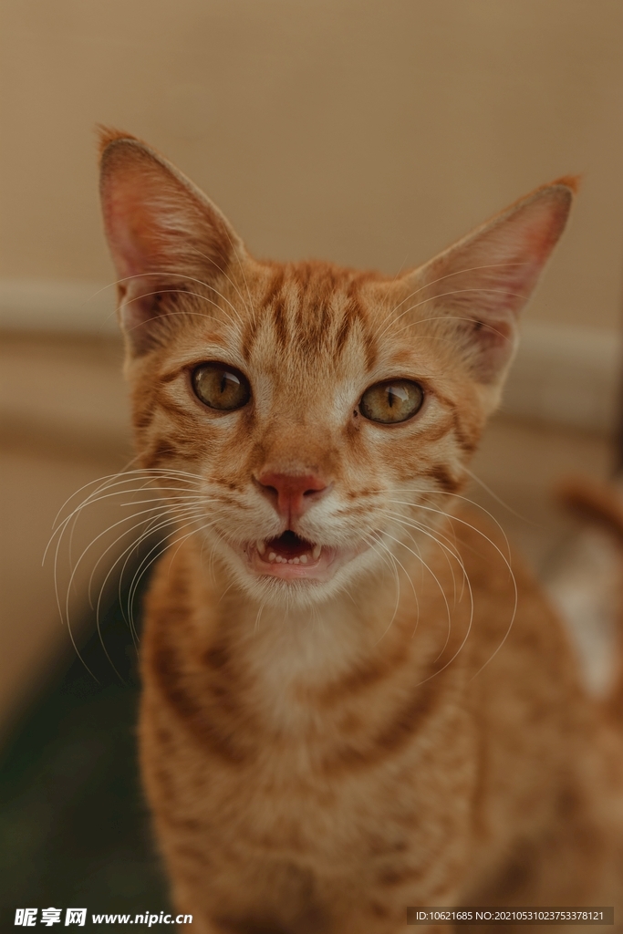 猫              