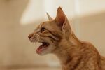 猫              