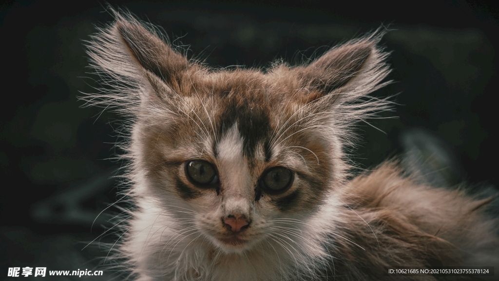 猫              