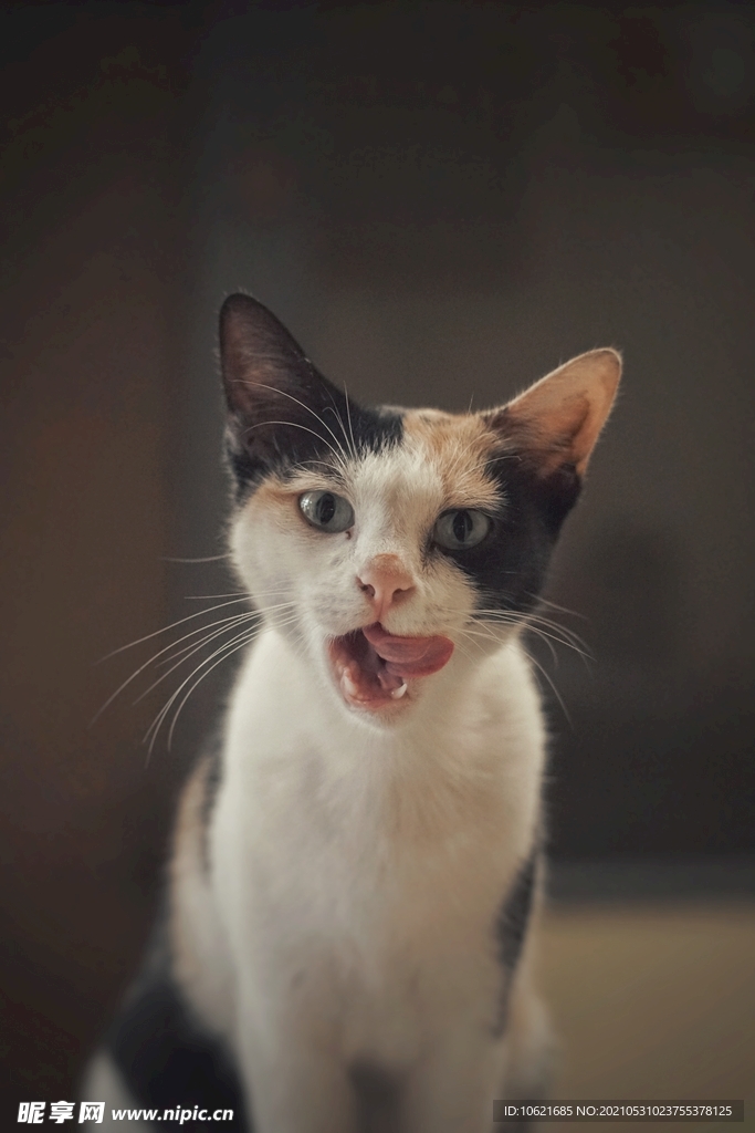 猫              