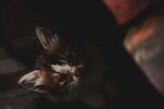 猫              