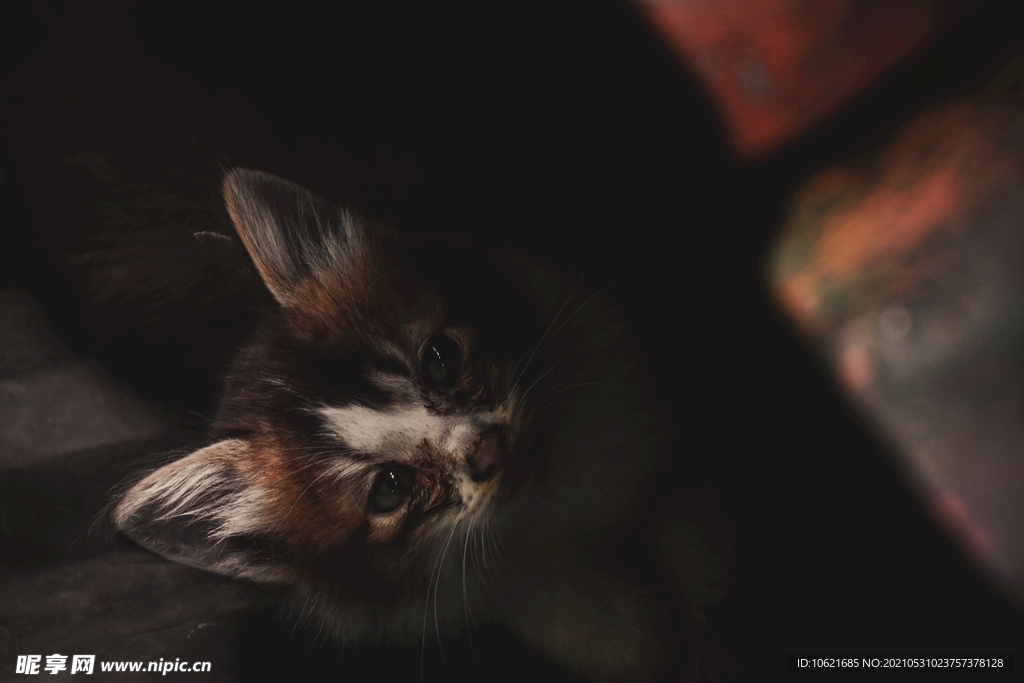猫              
