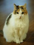 猫              