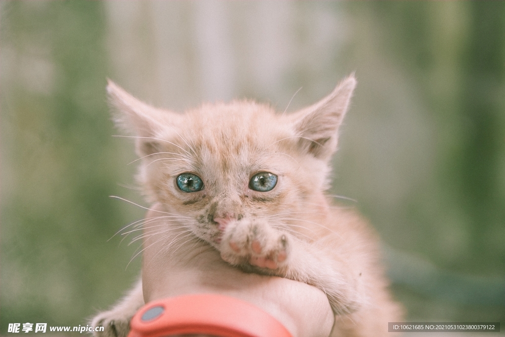 猫              