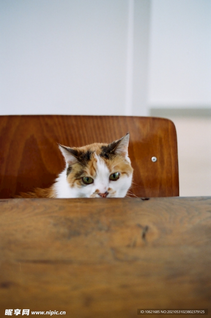 猫              