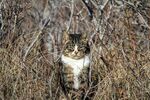 猫              