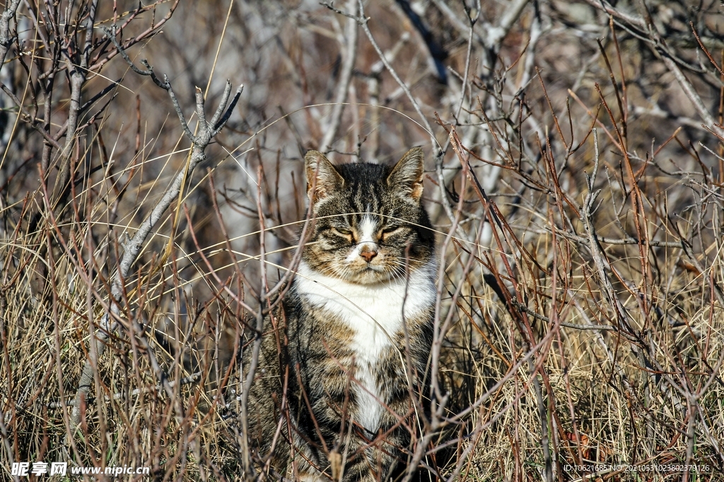 猫              