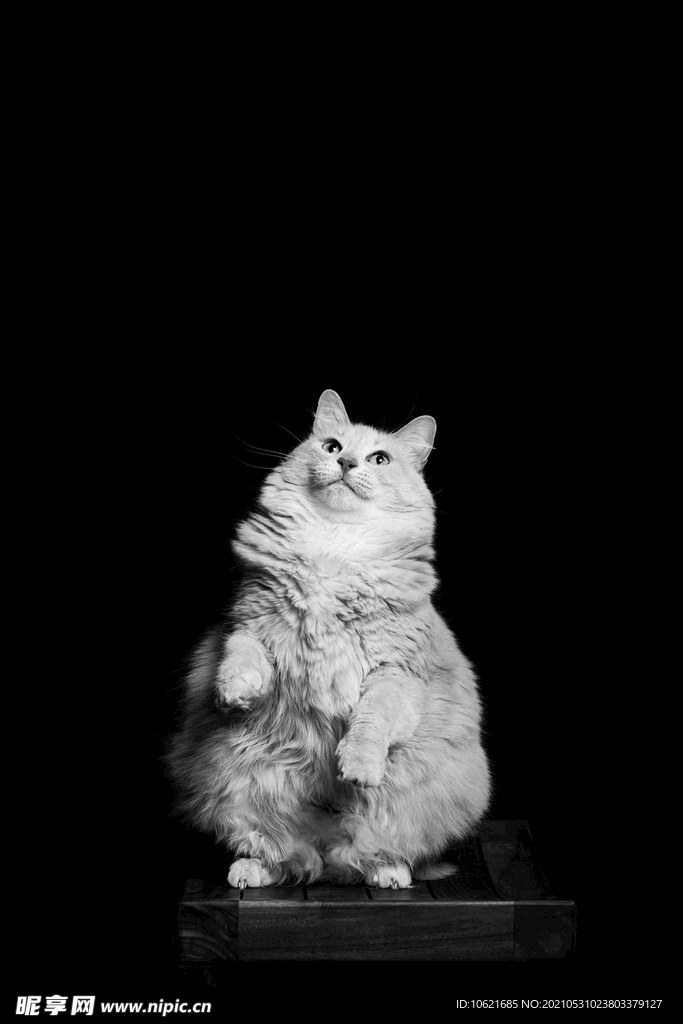 猫              